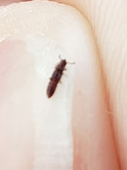 Osoriinae