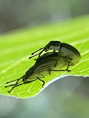 Aphrastus taeniatus