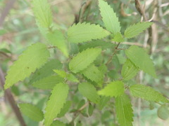 Urtica perconfusa