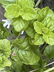 Clinopodium douglasii