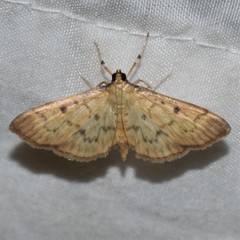 Herpetogramma fluctuosalis