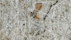 Sylvilagus cunicularius