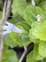 Clinopodium douglasii