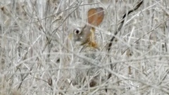 Sylvilagus cunicularius