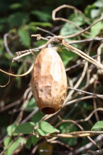 Sponge Gourd