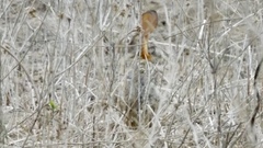 Sylvilagus cunicularius