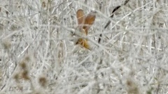 Sylvilagus cunicularius