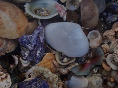 Mactrotoma antecedens