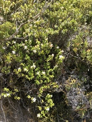 Veronica venustula