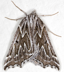 Plataea californiaria