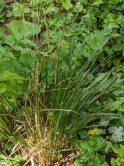 Anemanthele lessoniana