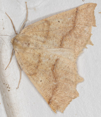 Prochoerodes truxaliata