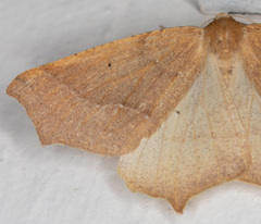 Prochoerodes truxaliata