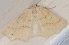Prochoerodes truxaliata