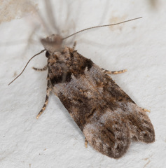 Pseudochelaria