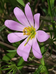 Sabatia dodecandra foliosa