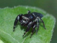 Evarcha arcuata