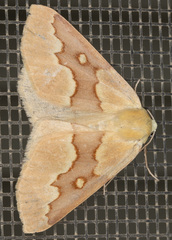 Sabulodes spoliata