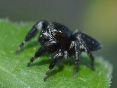Evarcha arcuata