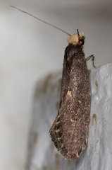 Tinea niveocapitella