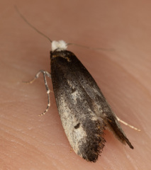 Tinea occidentella