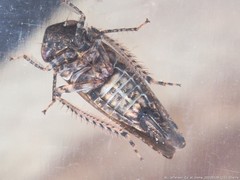 Paraphlepsius tennessus