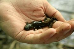 Ambystoma talpoideum