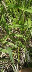 Sabatia dodecandra foliosa