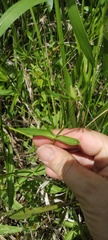 Sabatia dodecandra foliosa