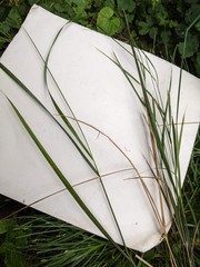 Anemanthele lessoniana