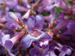 Penstemon gairdneri