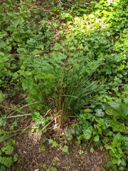 Anemanthele lessoniana