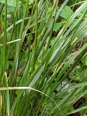 Anemanthele lessoniana