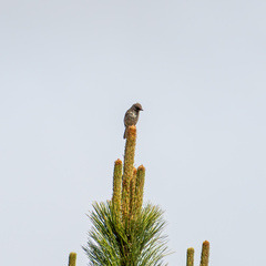 Oriturus superciliosus