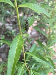 Tesolasomus trivittatus