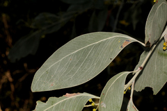 Acacia bancroftiorum