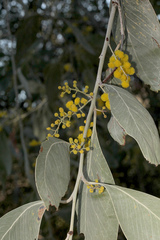 Acacia bancroftiorum