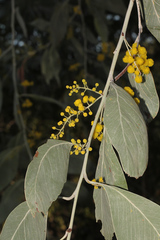 Acacia bancroftiorum