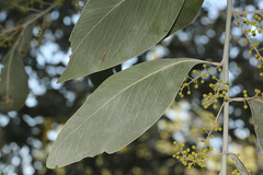 Acacia bancroftiorum
