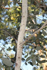 Acacia bancroftiorum