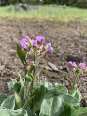Phoenicaulis cheiranthoides