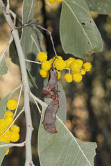 Acacia bancroftiorum