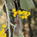 Acacia bancroftiorum - Photo (c) Pete Woodall, μερικά δικαιώματα διατηρούνται (CC BY-NC), uploaded by Pete Woodall