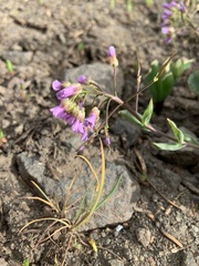 Phoenicaulis cheiranthoides