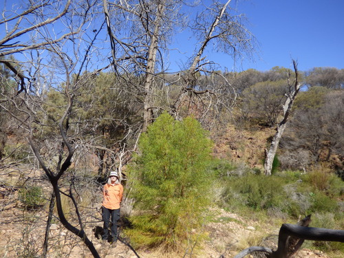 Image of Codonocarpus pyramidalis by no rights reserved