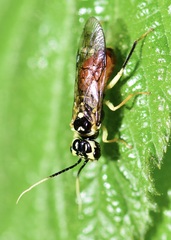 Pamphiliinae