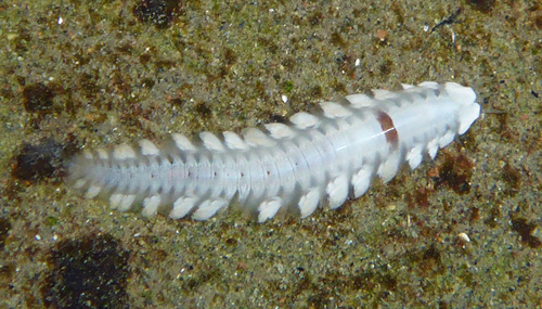 Arctonoe vittata (Grube, 1855)