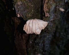 Marasmiellus alliiodorus