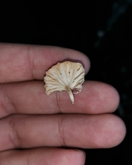 Marasmiellus alliiodorus