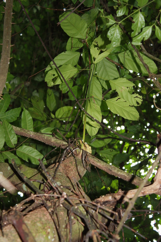 Macaranga barteri